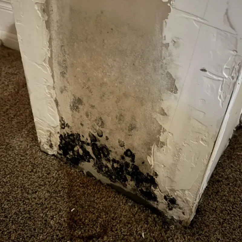 Professional Mold Removal in Dudley, MA